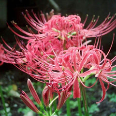 Pink Mandarava Lycoris Spider Lilies Bulbs Radiata Hurricane Lily Cluster Amayllis Growing Bonsai Roots Rhizomes Corms Tubers Potted Planting Reblooming Fragrant Garden Species Blooms Flower Seeds Plant Gardening