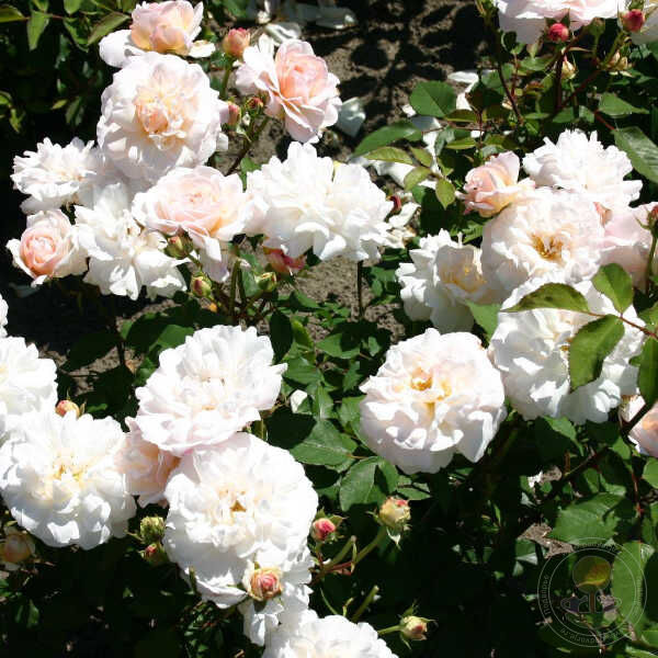 Gruss an Aachen Rose Seedlings Flower Seeds Perennial Growing Bonsai Corms Tubers Potted Planting Reblooming Fragrant Garden Roots Rhizomes Species Blooms Plant Bulbs Gardening Tree