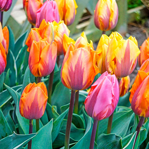 Princess Tulip Mix Bulbs Blooms Species Growing Bonsai Roots Rhizomes Corms Tubers Potted Planting Reblooming Fragrant Garden Flower Seeds Plant