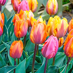 Princess Tulip Mix Bulbs Blooms Species Growing Bonsai Roots Rhizomes Corms Tubers Potted Planting Reblooming Fragrant Garden Flower Seeds Plant