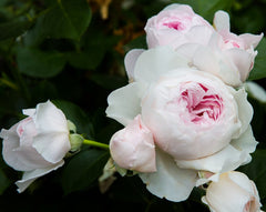 Herzogin Rose Seedlings Flower Seeds Perennial Growing Bonsai Corms Tubers Potted Planting Reblooming Fragrant Garden Roots Rhizomes Species Blooms Plant Bulbs Gardening Tree
