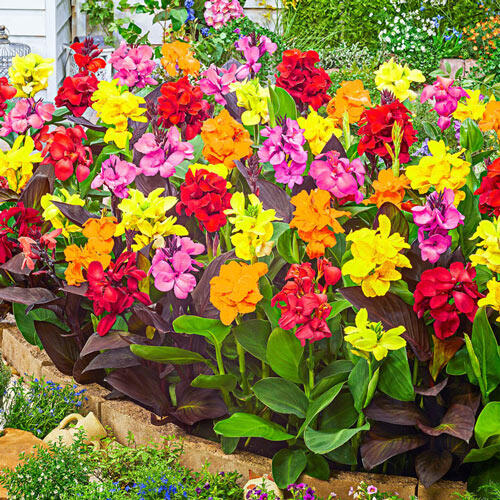 Dwarf Canna Mixture Bulbs Perennial Growing Bonsai Roots Rhizomes Corms Tubers Potted Planting Reblooming Fragrant Garden Species Blooms Flower Seeds Plant Gardening