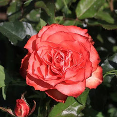 Iguana Rose Seedlings Flower Seeds Perennial Growing Bonsai Corms Tubers Potted Planting Reblooming Fragrant Garden Roots Rhizomes Species Blooms Plant Bulbs Gardening Tree