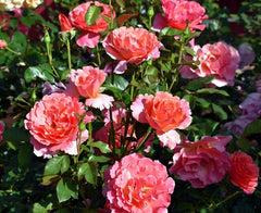 Macmillan Rose Seedlings Flower Seeds Perennial Growing Bonsai Corms Tubers Potted Planting Reblooming Fragrant Garden Roots Rhizomes Species Blooms Plant Bulbs Gardening Tree