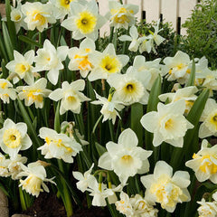 Narcissus White Daffodil Mixture Bulbs Blooms Species Growing Bonsai Roots Rhizomes Corms Tubers Potted Planting Reblooming Fragrant Garden Flower Seeds Plant - Seedsplant