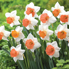 Large-Cupped Daffodil Chromacolor Narcissus Bulbs Blooms Species Growing Bonsai Roots Rhizomes Corms Tubers Potted Planting Reblooming Fragrant Garden Flower Seeds Plant
