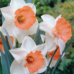 Large-Cupped Daffodil Chromacolor Narcissus Bulbs Blooms Species Growing Bonsai Roots Rhizomes Corms Tubers Potted Planting Reblooming Fragrant Garden Flower Seeds Plant
