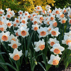 Large-Cupped Daffodil Chromacolor Narcissus Bulbs Blooms Species Growing Bonsai Roots Rhizomes Corms Tubers Potted Planting Reblooming Fragrant Garden Flower Seeds Plant