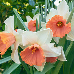 Large-Cupped Daffodil Chromacolor Narcissus Bulbs Blooms Species Growing Bonsai Roots Rhizomes Corms Tubers Potted Planting Reblooming Fragrant Garden Flower Seeds Plant