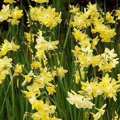Jonquilla Daffodil Pipit Narcissus Bulbs Blooms Species Growing Bonsai Roots Rhizomes Corms Tubers Potted Planting Reblooming Fragrant Garden Flower Seeds Plant