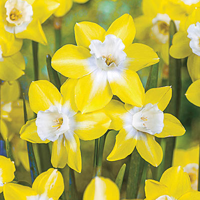 Jonquilla Daffodil Pipit Narcissus Bulbs Blooms Species Growing Bonsai Roots Rhizomes Corms Tubers Potted Planting Reblooming Fragrant Garden Flower Seeds Plant