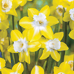 Jonquilla Daffodil Pipit Narcissus Bulbs Blooms Species Growing Bonsai Roots Rhizomes Corms Tubers Potted Planting Reblooming Fragrant Garden Flower Seeds Plant