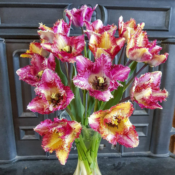 Colour Fusion Tulip Bulbs Blooms Species Growing Bonsai Roots Rhizomes Corms Tubers Potted Planting Reblooming Fragrant Garden Flower Seeds Plant