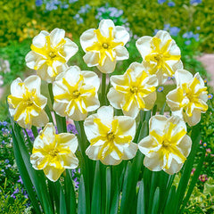 Donaupark Daffodil Narcissus Bulbs Blooms Species Growing Bonsai Roots Rhizomes Corms Tubers Potted Planting Reblooming Fragrant Garden Flower Seeds Plant