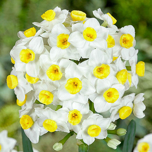 Avalanche Daffodil Narcissus Bulbs Blooms Species Growing Bonsai Roots Rhizomes Corms Tubers Potted Planting Reblooming Fragrant Garden Flower Seeds Plant