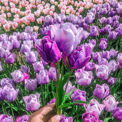 Bountiful Blooms Multi-Flowering Tulip Bulbs Blooms Species Growing Bonsai Roots Rhizomes Corms Tubers Potted Planting Reblooming Fragrant Garden Flower Seeds Plant