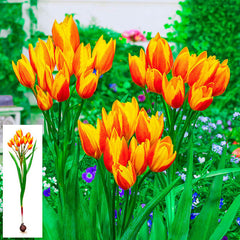 Sunshine Reggae Tulip Bulbs Blooms Species Growing Bonsai Roots Rhizomes Corms Tubers Potted Planting Reblooming Fragrant Garden Flower Seeds Plant
