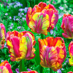 Rainbow Parrot Tulip Bulbs Blooms Species Growing Bonsai Roots Rhizomes Corms Tubers Potted Planting Reblooming Fragrant Garden Flower Seeds Plant - Seedsplant