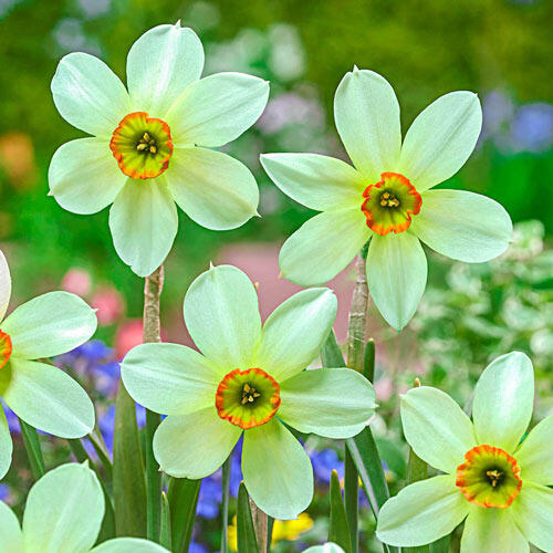 Emerald Kiss Daffodil Mixture Narcissus Bulbs Blooms Species Growing Bonsai Roots Rhizomes Corms Tubers Potted Planting Reblooming Fragrant Garden Flower Seeds Plant