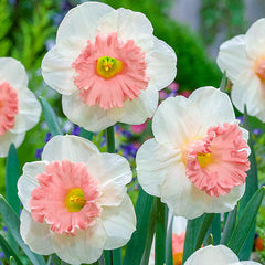 Pink Parasol Daffodil Narcissus Bulbs Blooms Species Growing Bonsai Roots Rhizomes Corms Tubers Potted Planting Reblooming Fragrant Garden Flower Seeds Plant