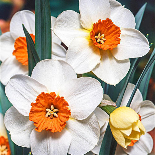 Narcissus Barrett Browning Daffodil Bulbs Blooms Species Growing Bonsai Roots Rhizomes Corms Tubers Potted Planting Reblooming Fragrant Garden Flower Seeds Plant