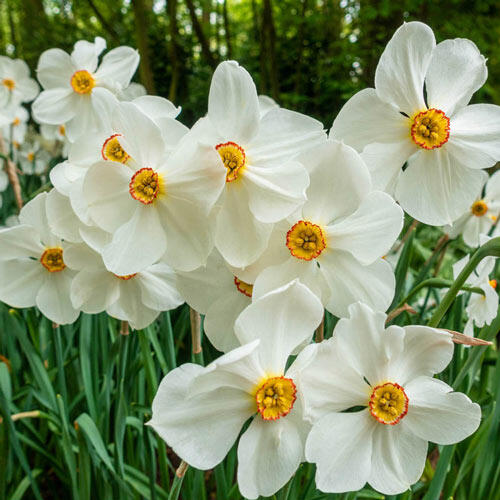 Actaea Daffodil Narcissus Bulbs Blooms Species Growing Bonsai Roots Rhizomes Corms Tubers Potted Planting Reblooming Fragrant Garden Flower Seeds Plant