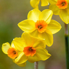 Falconet Daffodil Mixture Narcissus Bulbs Blooms Species Growing Bonsai Roots Rhizomes Corms Tubers Potted Planting Reblooming Fragrant Garden Flower Seeds Plant - Seedsplant