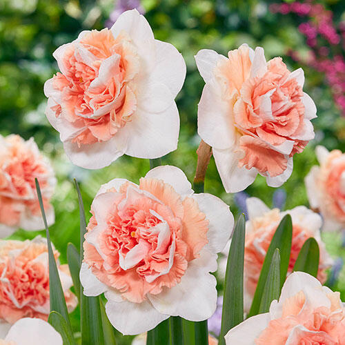 Flower Surprice Daffodil Narcissus Bulbs Blooms Species Growing Bonsai Roots Rhizomes Corms Tubers Potted Planting Reblooming Fragrant Garden Flower Seeds Plant