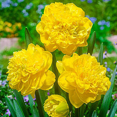 Eastertide Daffodil Narcissus Bulbs Blooms Species Growing Bonsai Roots Rhizomes Corms Tubers Potted Planting Reblooming Fragrant Garden Flower Seeds Plant