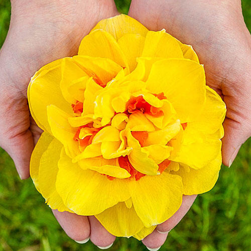 Narcissus Dutch Dynamite Daffodil Bulbs Blooms Species Growing Bonsai Roots Rhizomes Corms Tubers Potted Planting Reblooming Fragrant Garden Flower Seeds Plant