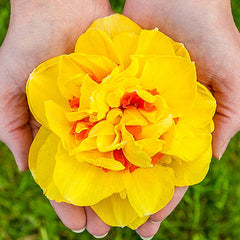 Narcissus Dutch Dynamite Daffodil Bulbs Blooms Species Growing Bonsai Roots Rhizomes Corms Tubers Potted Planting Reblooming Fragrant Garden Flower Seeds Plant