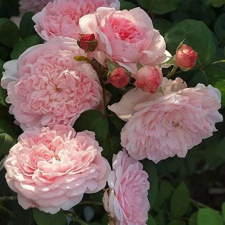 Eglantine Rose Seedlings Flower Seeds Perennial Growing Bonsai Corms Tubers Potted Planting Reblooming Fragrant Garden Roots Rhizomes Species Blooms Plant Bulbs Gardening Tree
