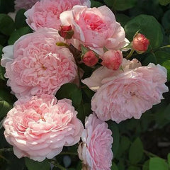Eglantine Rose Seedlings Flower Seeds Perennial Growing Bonsai Corms Tubers Potted Planting Reblooming Fragrant Garden Roots Rhizomes Species Blooms Plant Bulbs Gardening Tree