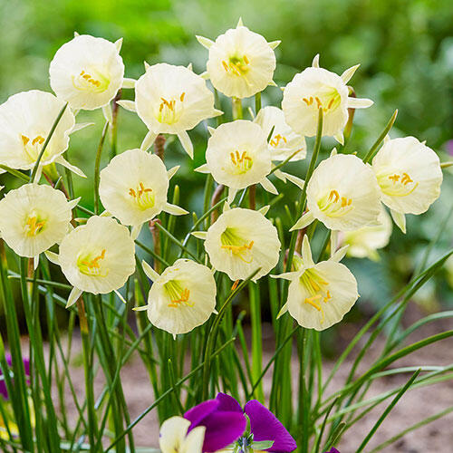 Arctic Bells Daffodil Narcissus Bulbs Blooms Species Growing Bonsai Roots Rhizomes Corms Tubers Potted Planting Reblooming Fragrant Garden Flower Seeds Plant
