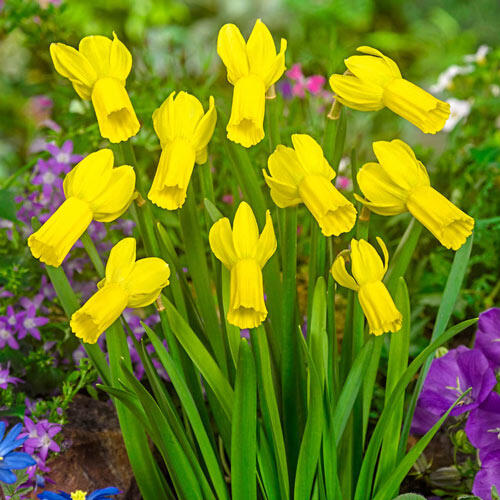 Rapture Daffodil Narcissus Bulbs Blooms Species Growing Bonsai Roots Rhizomes Corms Tubers Potted Planting Reblooming Fragrant Garden Flower Seeds Plant
