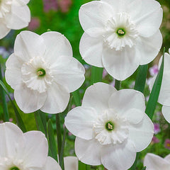 Falmouth Bay Daffodil Narcissus Bulbs Blooms Species Growing Bonsai Roots Rhizomes Corms Tubers Potted Planting Reblooming Fragrant Garden Flower Seeds Plant