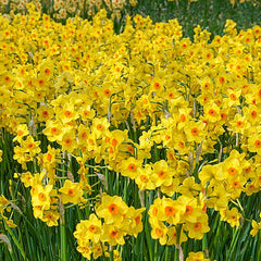 Golden Dawn Daffodil Narcissus Bulbs Blooms Species Growing Bonsai Roots Rhizomes Corms Tubers Potted Planting Reblooming Fragrant Garden Flower Seeds Plant