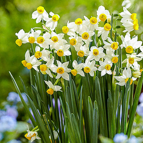 Canaliculatus Daffodil Narcissus Bulbs Blooms Species Growing Bonsai Roots Rhizomes Corms Tubers Potted Planting Reblooming Fragrant Garden Flower Seeds Plant