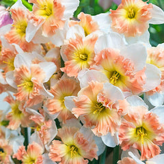 Mallee Daffodil Narcissus Bulbs Blooms Species Growing Bonsai Roots Rhizomes Corms Tubers Potted Planting Reblooming Fragrant Garden Flower Seeds Plant