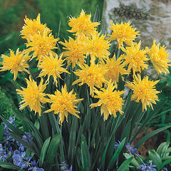 Rip Van Winkle Daffodil Narcissus Bulbs Blooms Species Growing Bonsai Roots Rhizomes Corms Tubers Potted Planting Reblooming Fragrant Garden Flower Seeds Plant