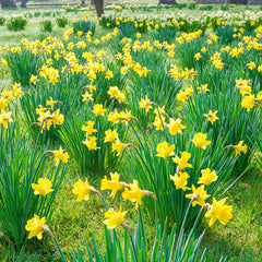 The Tenby Daffodil Narcissus Bulbs Blooms Species Growing Bonsai Roots Rhizomes Corms Tubers Potted Planting Reblooming Fragrant Garden Flower Seeds Plant