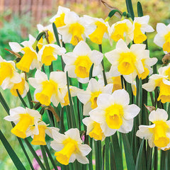 Narcissus Golden Echo Daffodil Bulbs Blooms Species Growing Bonsai Roots Rhizomes Corms Tubers Potted Planting Reblooming Fragrant Garden Flower Seeds Plant - Seedsplant