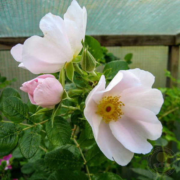 Pink Surprise Rose Seedlings Flower Seeds Perennial Growing Bonsai Corms Tubers Potted Planting Reblooming Fragrant Garden Roots Rhizomes Species Blooms Plant Bulbs Gardening Tree