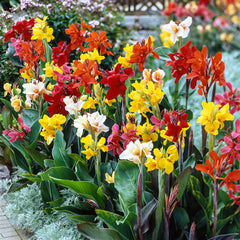 Canna Lily Mix Bulbs Perennial Growing Bonsai Roots Rhizomes Corms Tubers Potted Planting Reblooming Fragrant Garden Species Blooms Flower Seeds Plant Gardening