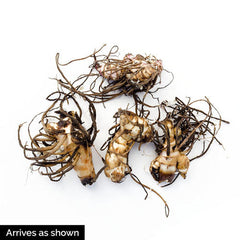 Burning Ember Canna Lily Bulbs Perennial Growing Bonsai Roots Rhizomes Corms Tubers Potted Planting Reblooming Fragrant Garden Species Blooms Flower Seeds Plant Gardening