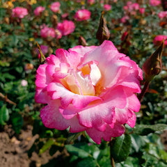 Haendel Rose Seedlings Flower Seeds Perennial Growing Bonsai Corms Tubers Potted Planting Reblooming Fragrant Garden Roots Rhizomes Species Blooms Plant Bulbs Gardening Tree