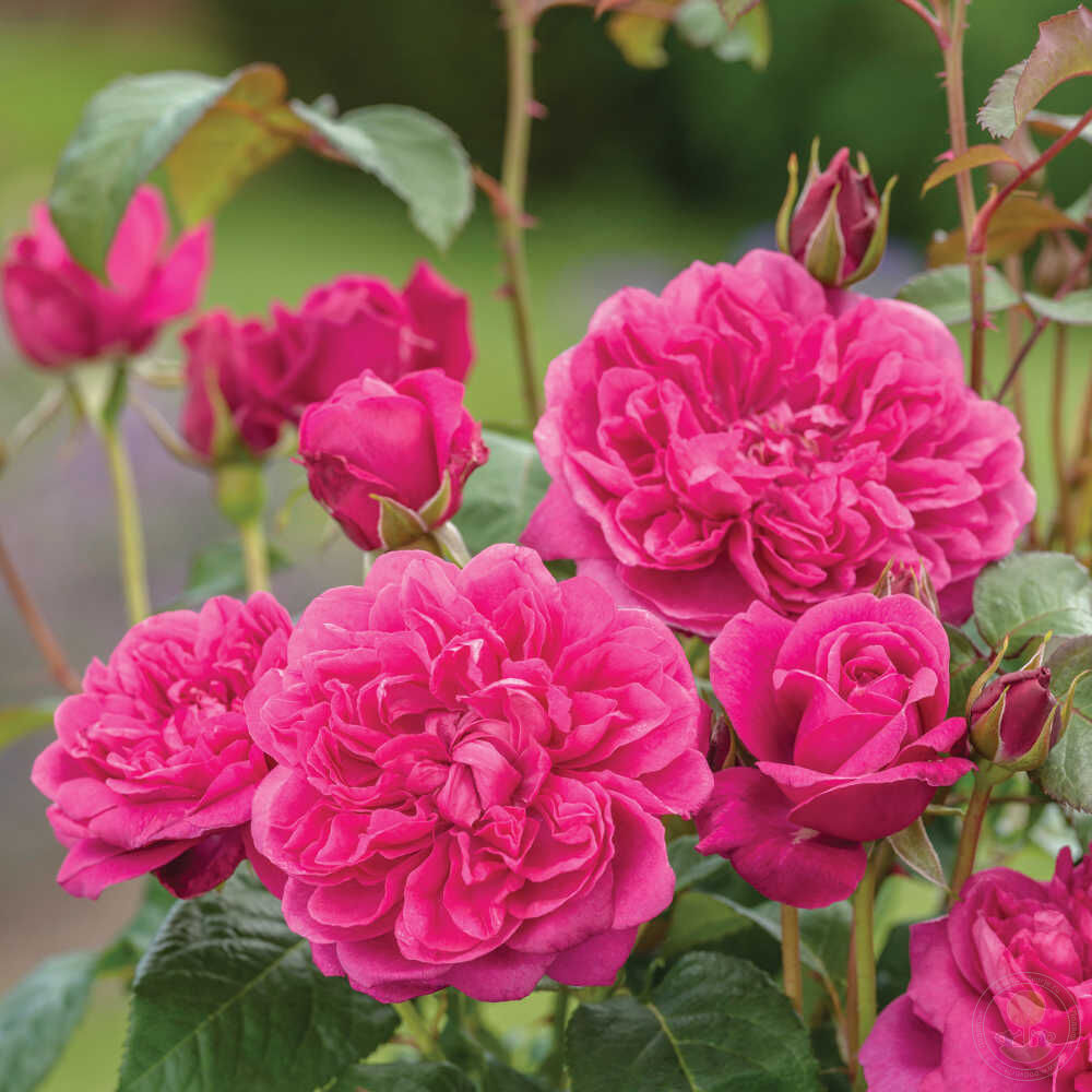 James austen Rose Seedlings Flower Seeds Perennial Growing Bonsai Corms Tubers Potted Planting Reblooming Fragrant Garden Roots Rhizomes Species Blooms Plant Bulbs Gardening Tree - Seedsplant