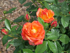 Feurio Rose Seedlings Flower Seeds Perennial Growing Bonsai Corms Tubers Potted Planting Reblooming Fragrant Garden Roots Rhizomes Species Blooms Plant Bulbs Gardening Tree