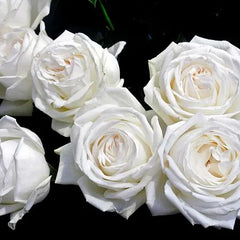 Lomonosov Rose Seedlings Flower Seeds Perennial Growing Bonsai Corms Tubers Potted Planting Reblooming Fragrant Garden Roots Rhizomes Species Blooms Plant Bulbs Gardening Tree
