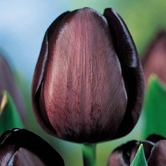 Queen Of Night Tulip Bulbs Blooms Species Growing Bonsai Roots Rhizomes Corms Tubers Potted Planting Reblooming Fragrant Garden Flower Seeds Plant